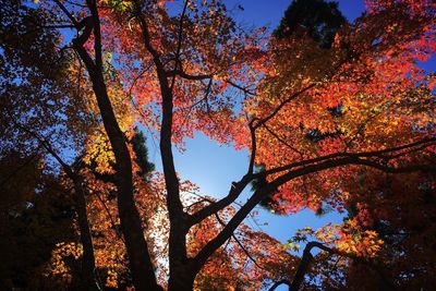 Low angle view of maple tree against sky during autumn
