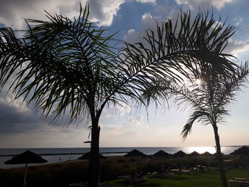 Palm tree by sea against sky