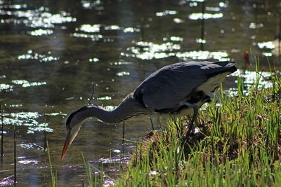 High angle view of gray heron in lake