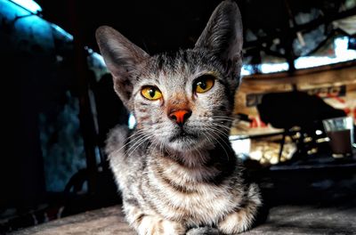 Close-up portrait of tabby cat at night