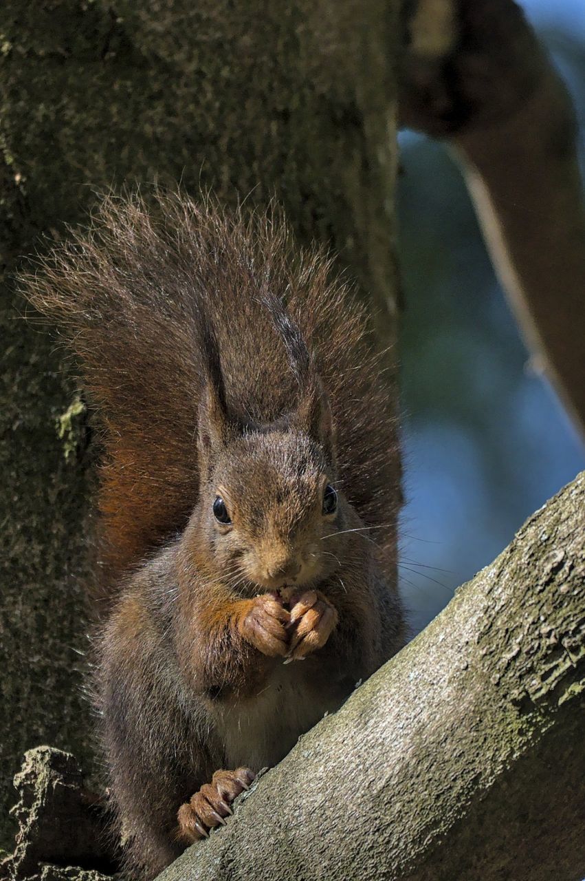 CLOSE-UP OF SQUIRREL