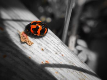 Close-up of ladybug on leaf