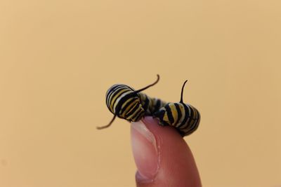 Close-up of caterpillar on finger