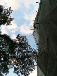 Low angle view of tree against sky