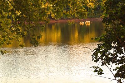Scenic view of lake in forest