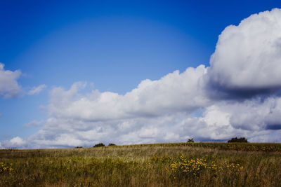 Scenic view of field against sky