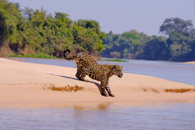 Side view of a cat on land