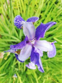 Close-up of purple iris blooming outdoors