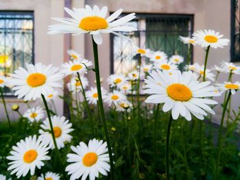 Close-up of white daisy flowers