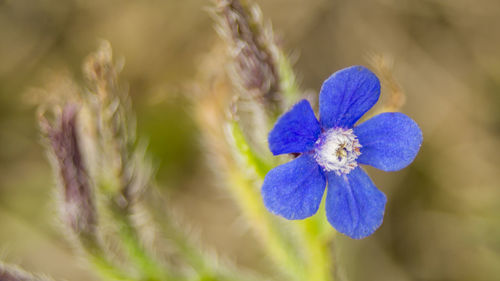 Close-up of purple flowers blooming