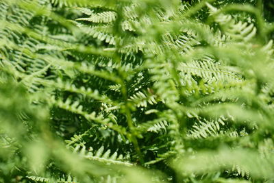 Full frame shot of pine tree leaves