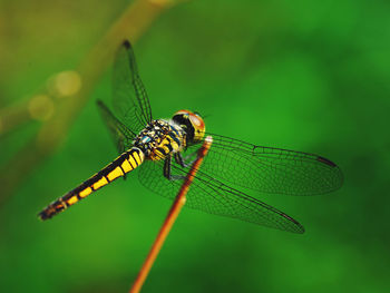 Close-up of insect on leaf
