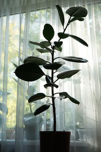 Potted plant in vase