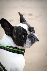 Close-up portrait of dog