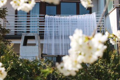 Close-up of white flowering plants hanging in yard against building