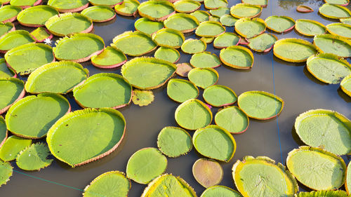 High angle view of lotus leaves floating on lake