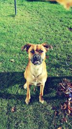 Portrait of dog on grassy field