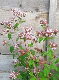 Close-up of pink flowering plant against wall