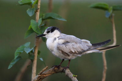 Close-up of bird perching on branch