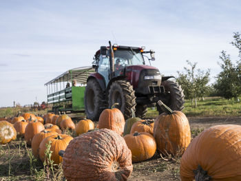 Close-up of pumpkins with tractors in background