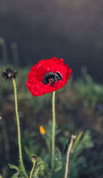 Close-up of red poppy flower on field