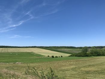 Scenic view of agricultural field against blue sky