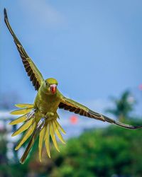 Close-up of bird on flower against sky