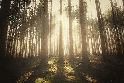 Sun shining through trees in forest