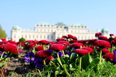 Close-up of flowering plants against blue sky