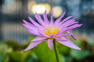 Close-up of pink flower