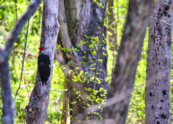 View of bird on tree trunk in forest