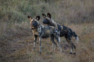 wilddogs in the