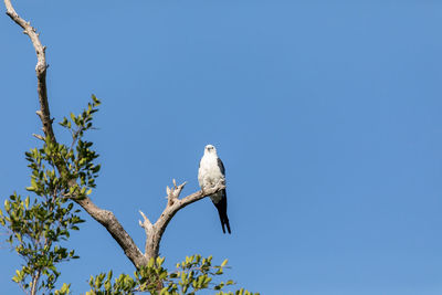 White and grey male swallow-tailed kite elanoides forficatus perches on a dead tree in sarasota