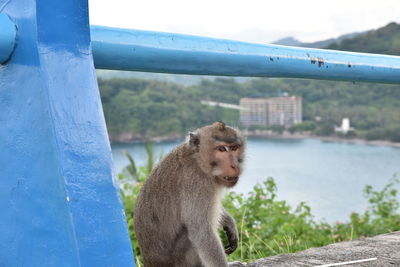 Close-up of monkey by water