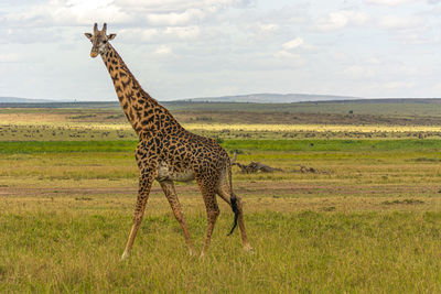 Side view of giraffe on field