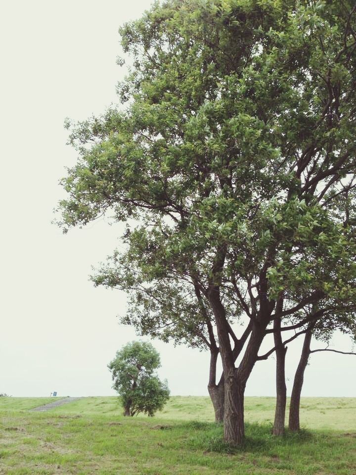 tree, grass, tranquility, field, tranquil scene, landscape, growth, nature, green color, grassy, tree trunk, beauty in nature, branch, scenics, clear sky, sky, day, outdoors, non-urban scene, no people