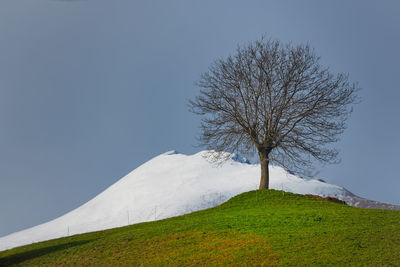 Bare tree on snow covered land against sky