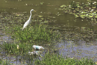 View of bird in lake