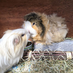 Guinea pigs against wall