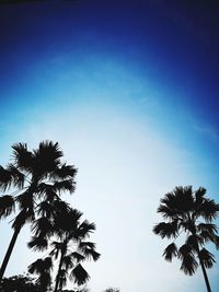 Low angle view of coconut palm tree against clear sky