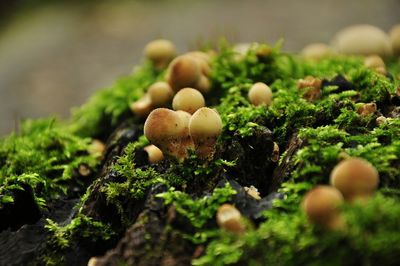 Close-up of mushrooms growing on tree trunk