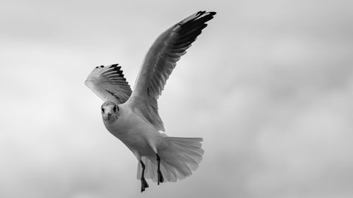 Low angle view of bird flying against sky