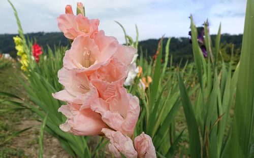 Close-up of pink roses on field