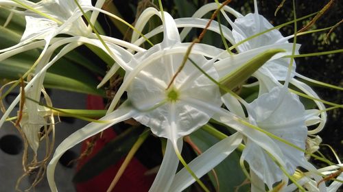 Close-up of white flowers