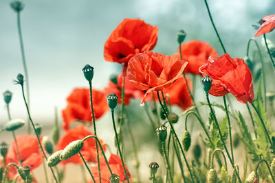 Close-up of red poppy flower