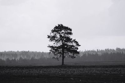 Tree on field against sky