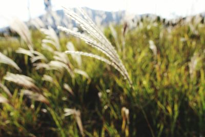 Close-up of plants growing on field