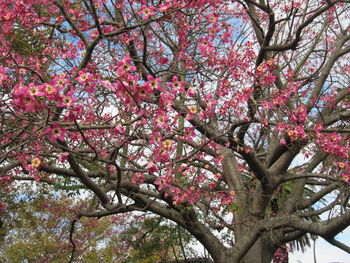 Low angle view of pink flowering tree