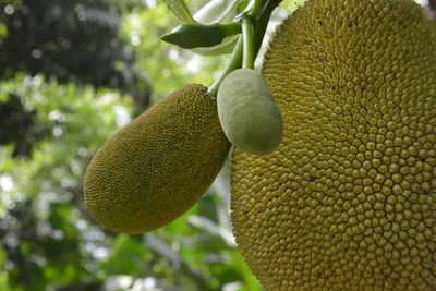 Close-up of fruit on tree