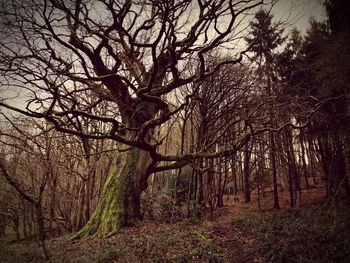 Bare trees in forest during autumn